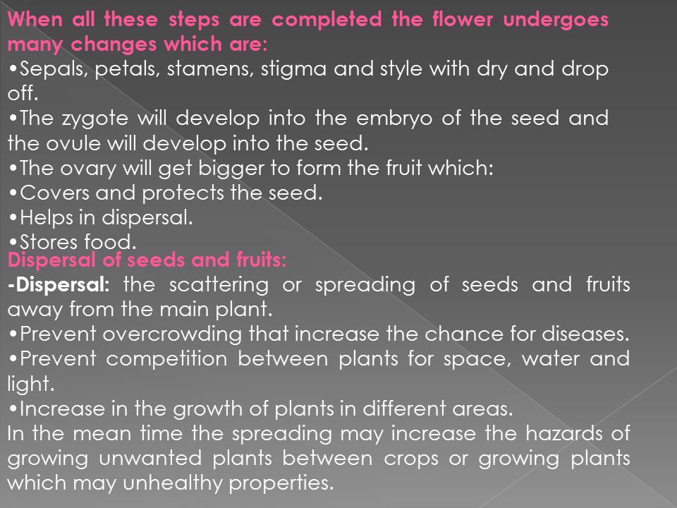 When all these steps are completed the flower undergoes many changes which are: Sepals, petals, stamens, stigma and style with dry and drop off.