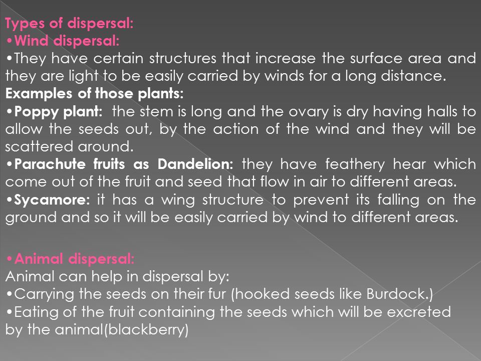 Types of dispersal: Wind dispersal: They have certain structures that increase the surface area and they are light to be easily carried by winds for a long distance.