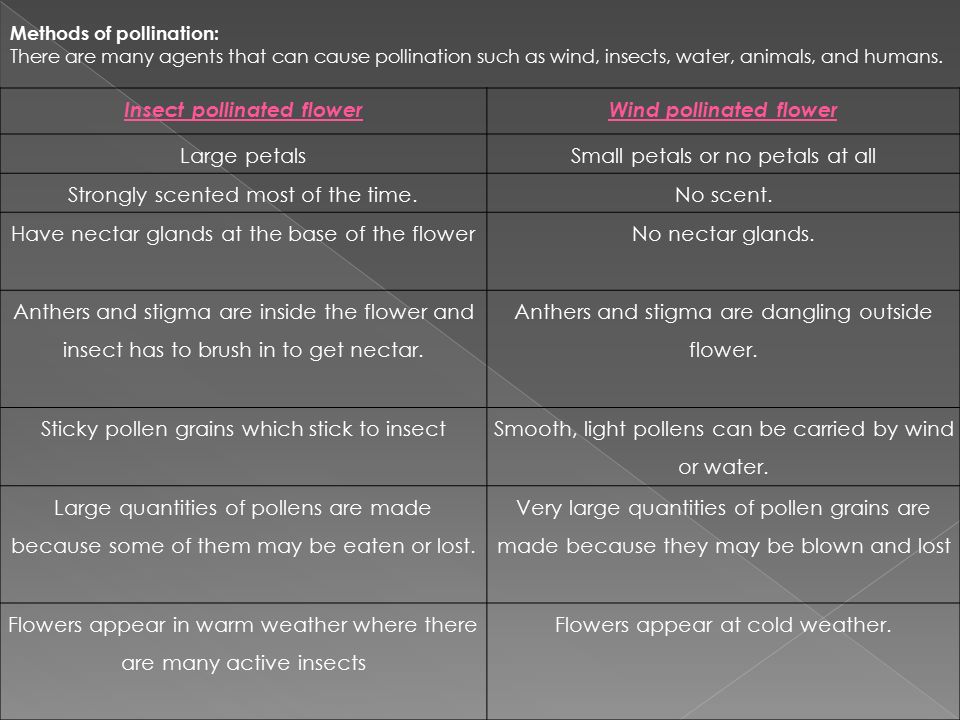 Methods of pollination: There are many agents that can cause pollination such as wind, insects, water, animals, and humans.