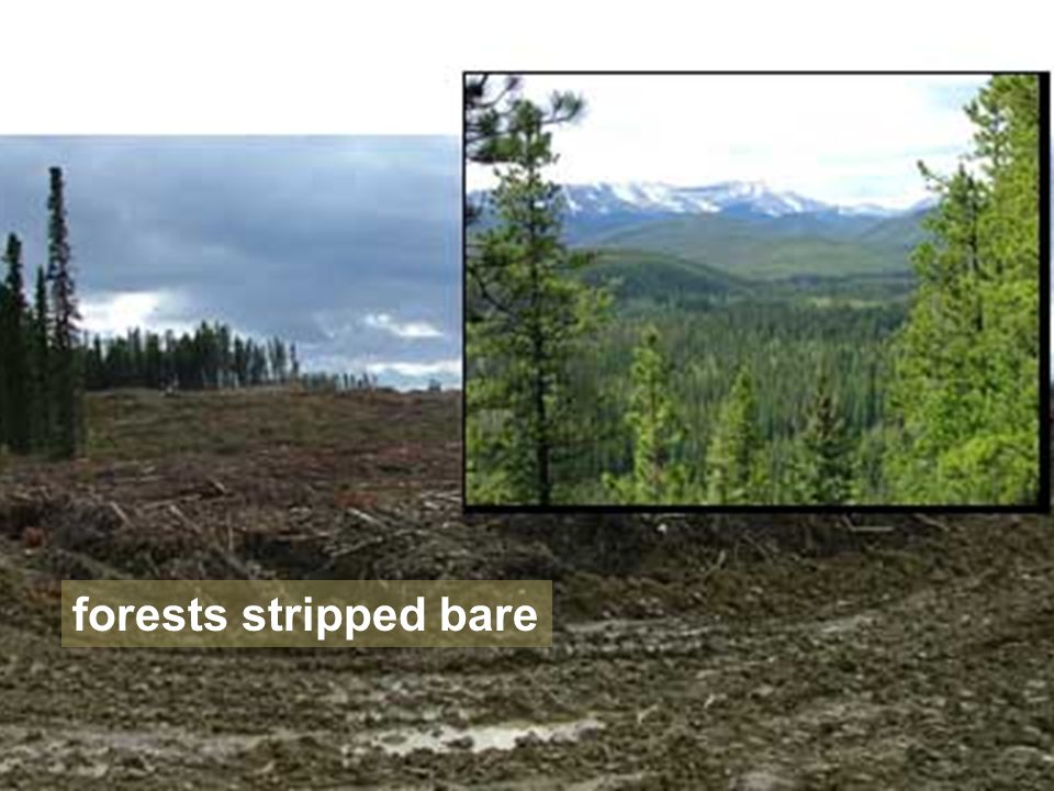 forests stripped bare