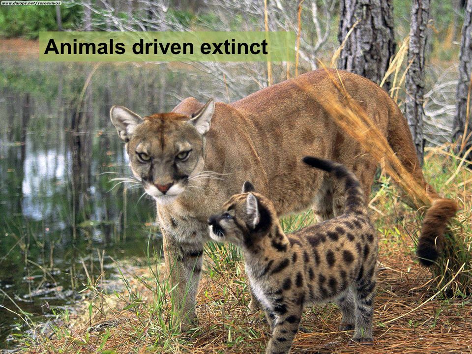 Animals driven extinct