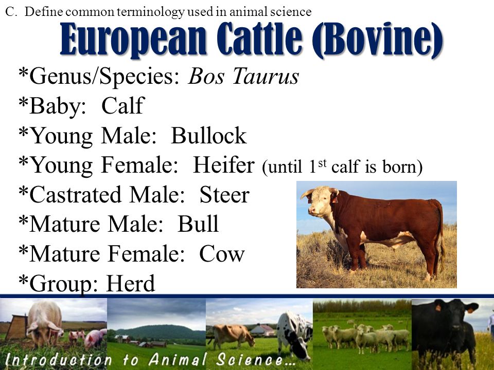 animal terminology animal terminology