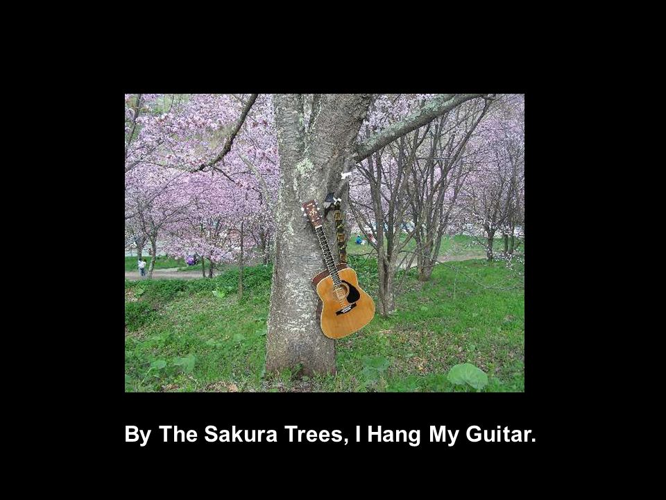 By The Sakura Trees, I Hang My Guitar.