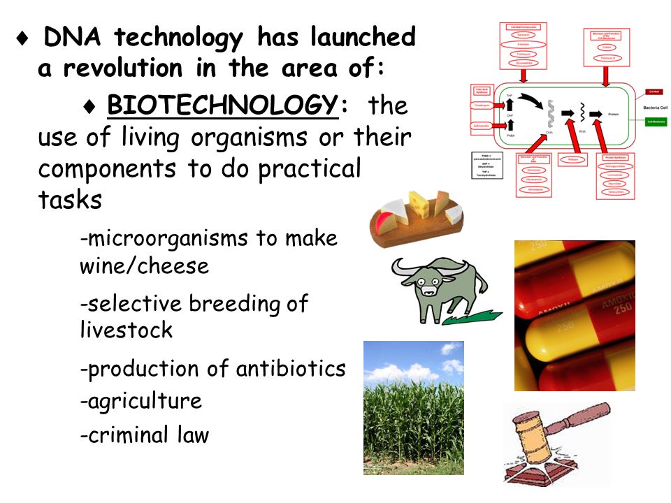  DNA technology has launched a revolution in the area of:  BIOTECHNOLOGY: the use of living organisms or their components to do practical tasks -microorganisms to make wine/cheese -selective breeding of livestock -production of antibiotics -agriculture -criminal law