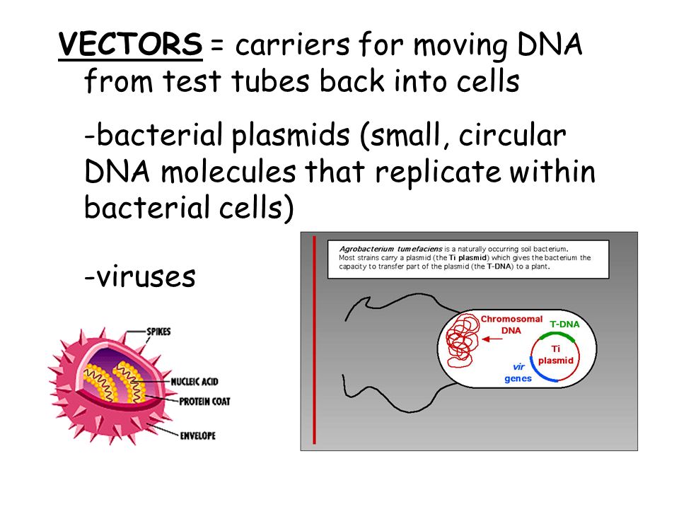 VECTORS = carriers for moving DNA from test tubes back into cells -bacterial plasmids (small, circular DNA molecules that replicate within bacterial cells) -viruses