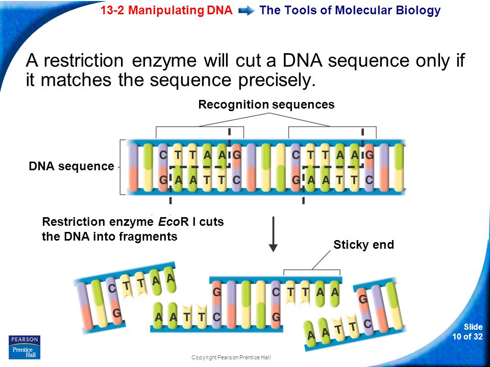 13-2 Manipulating DNA Slide 10 of 32 Copyright Pearson Prentice Hall The Tools of Molecular Biology A restriction enzyme will cut a DNA sequence only if it matches the sequence precisely.