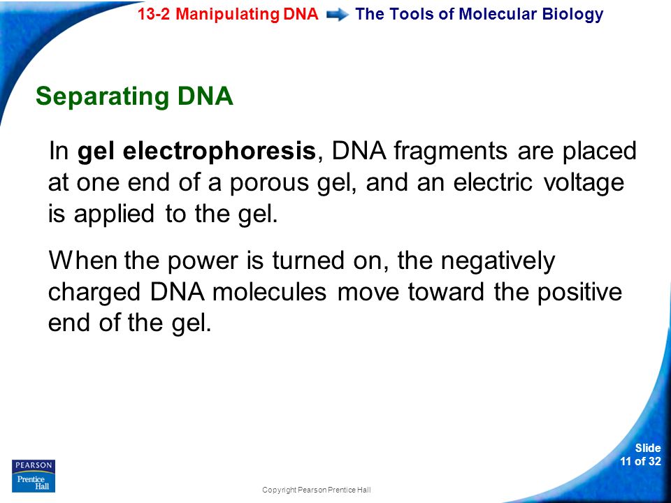 13-2 Manipulating DNA Slide 11 of 32 Copyright Pearson Prentice Hall The Tools of Molecular Biology Separating DNA In gel electrophoresis, DNA fragments are placed at one end of a porous gel, and an electric voltage is applied to the gel.