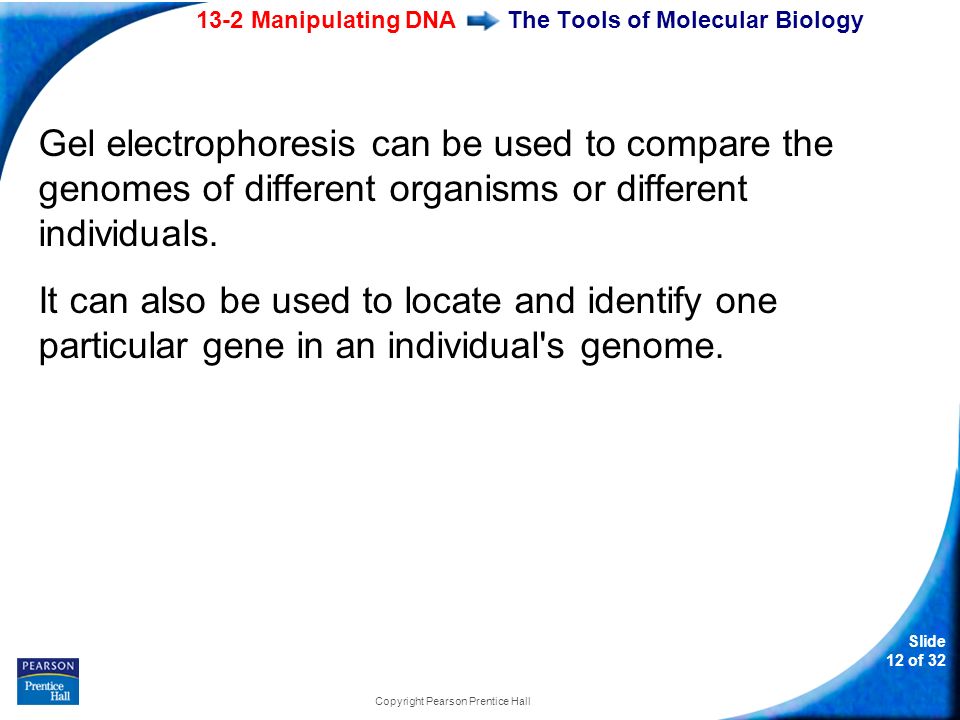 13-2 Manipulating DNA Slide 12 of 32 Copyright Pearson Prentice Hall The Tools of Molecular Biology Gel electrophoresis can be used to compare the genomes of different organisms or different individuals.