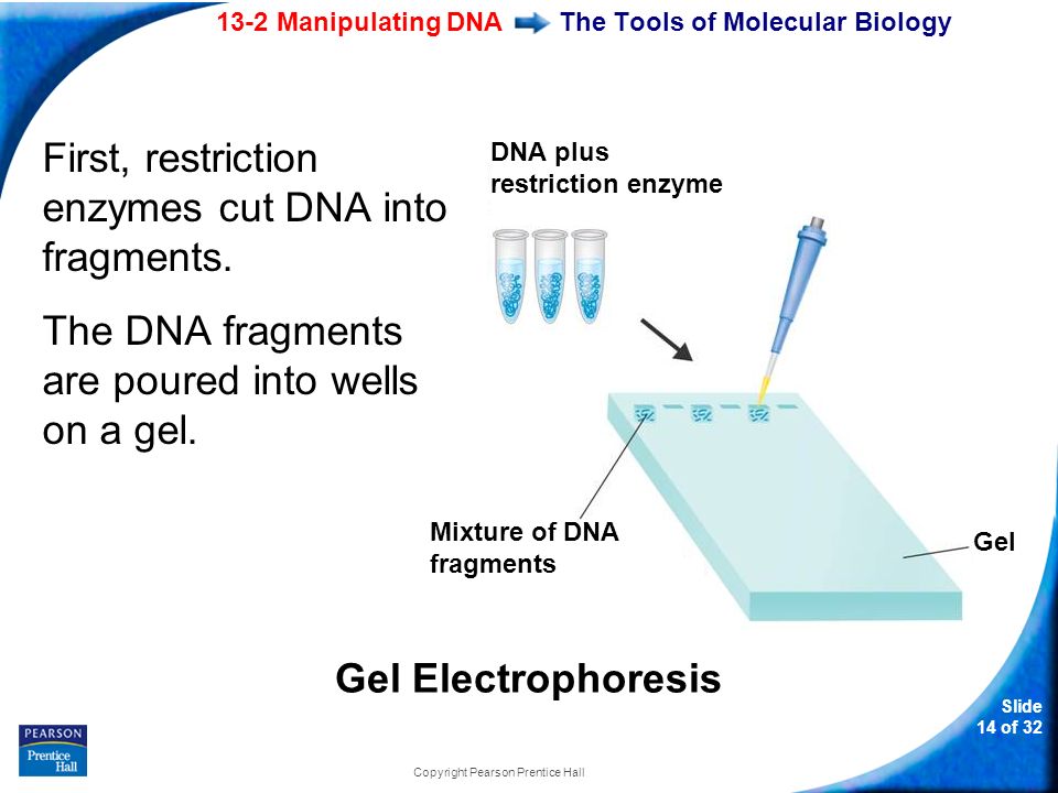 13-2 Manipulating DNA Slide 14 of 32 Copyright Pearson Prentice Hall The Tools of Molecular Biology First, restriction enzymes cut DNA into fragments.