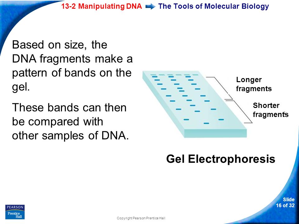13-2 Manipulating DNA Slide 16 of 32 Copyright Pearson Prentice Hall The Tools of Molecular Biology Based on size, the DNA fragments make a pattern of bands on the gel.