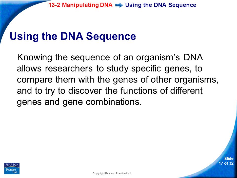 13-2 Manipulating DNA Slide 17 of 32 Copyright Pearson Prentice Hall Using the DNA Sequence Knowing the sequence of an organism’s DNA allows researchers to study specific genes, to compare them with the genes of other organisms, and to try to discover the functions of different genes and gene combinations.