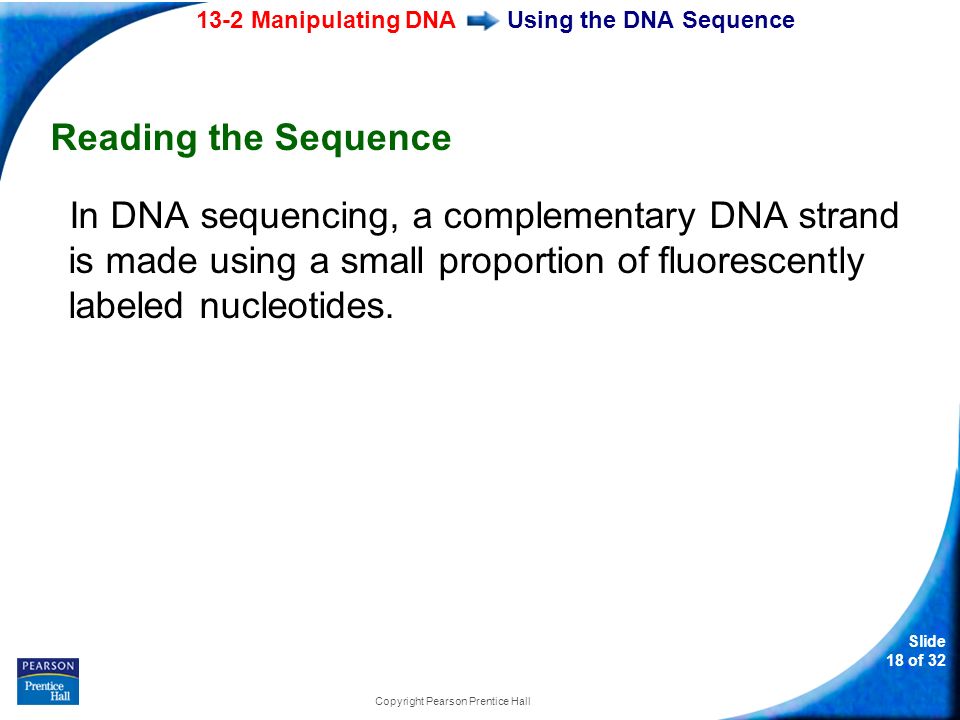 13-2 Manipulating DNA Slide 18 of 32 Copyright Pearson Prentice Hall Using the DNA Sequence Reading the Sequence In DNA sequencing, a complementary DNA strand is made using a small proportion of fluorescently labeled nucleotides.