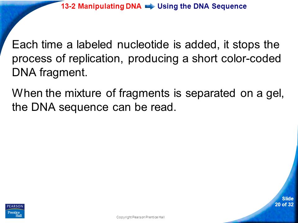 13-2 Manipulating DNA Slide 20 of 32 Copyright Pearson Prentice Hall Using the DNA Sequence Each time a labeled nucleotide is added, it stops the process of replication, producing a short color-coded DNA fragment.