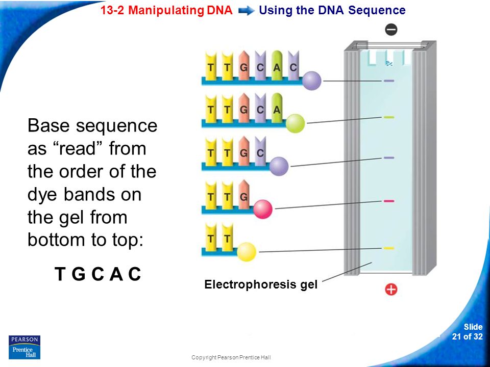 13-2 Manipulating DNA Slide 21 of 32 Copyright Pearson Prentice Hall Using the DNA Sequence Base sequence as read from the order of the dye bands on the gel from bottom to top: T G C A C Electrophoresis gel