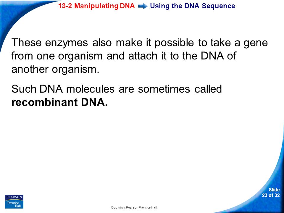 13-2 Manipulating DNA Slide 23 of 32 Copyright Pearson Prentice Hall Using the DNA Sequence These enzymes also make it possible to take a gene from one organism and attach it to the DNA of another organism.