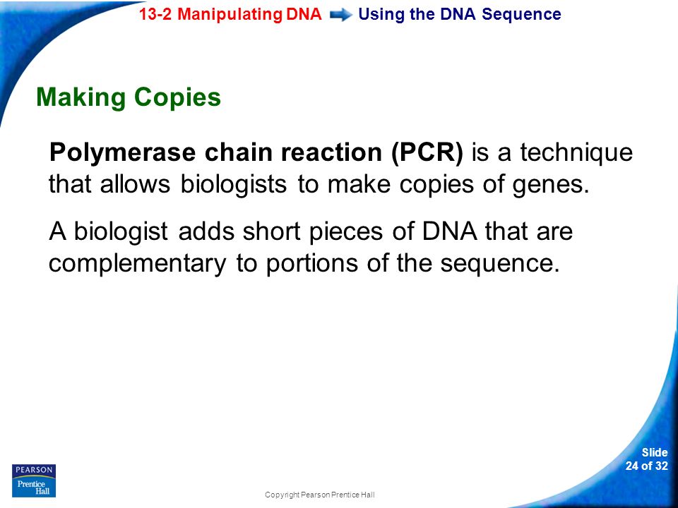 13-2 Manipulating DNA Slide 24 of 32 Copyright Pearson Prentice Hall Using the DNA Sequence Making Copies Polymerase chain reaction (PCR) is a technique that allows biologists to make copies of genes.