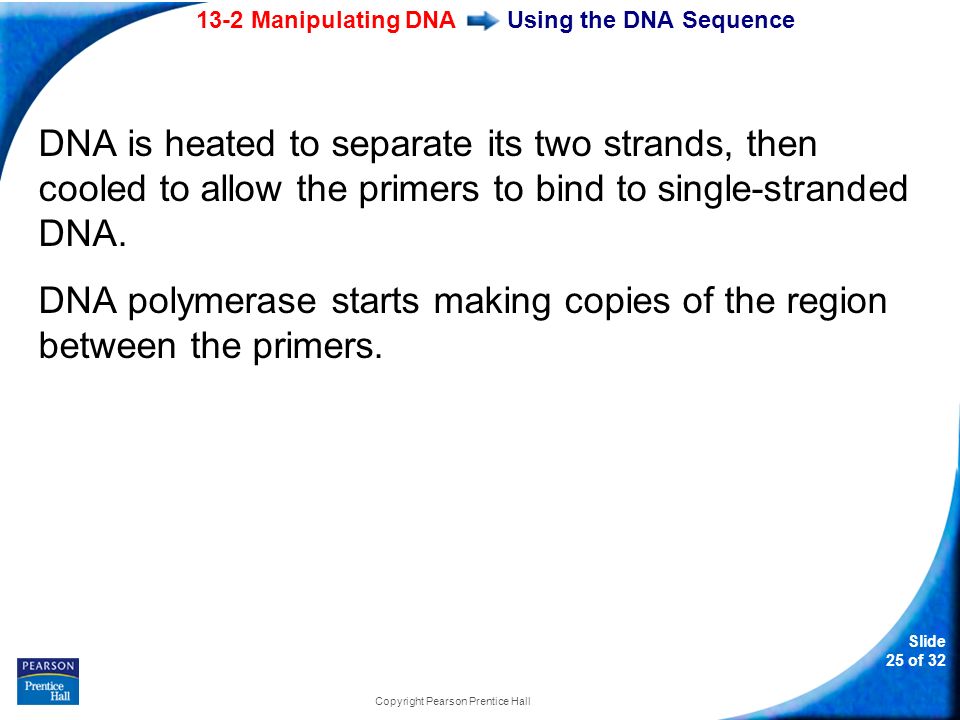 13-2 Manipulating DNA Slide 25 of 32 Copyright Pearson Prentice Hall Using the DNA Sequence DNA is heated to separate its two strands, then cooled to allow the primers to bind to single-stranded DNA.