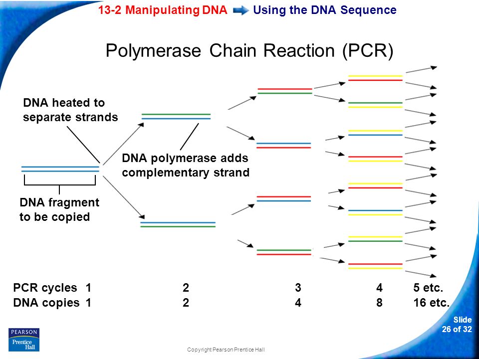 13-2 Manipulating DNA Slide 26 of 32 Copyright Pearson Prentice Hall Using the DNA Sequence DNA heated to separate strands PCR cycles DNA copies etc.
