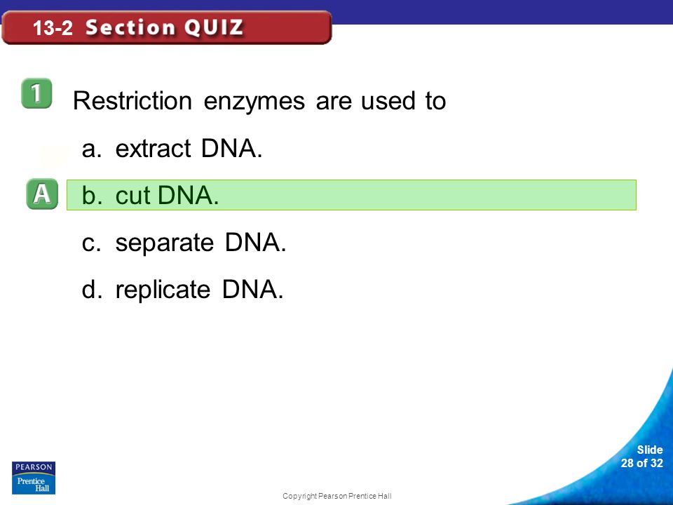 Slide 28 of 32 Copyright Pearson Prentice Hall 13-2 Restriction enzymes are used to a.extract DNA.