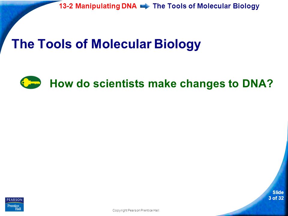 Slide 3 of 32 Copyright Pearson Prentice Hall The Tools of Molecular Biology How do scientists make changes to DNA.