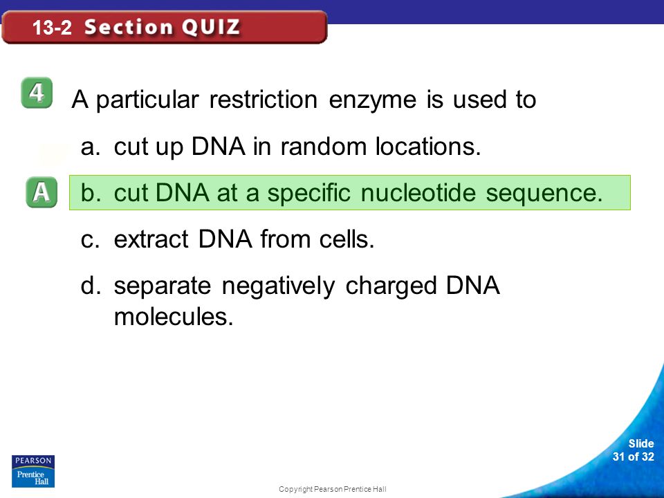Slide 31 of 32 Copyright Pearson Prentice Hall 13-2 A particular restriction enzyme is used to a.cut up DNA in random locations.