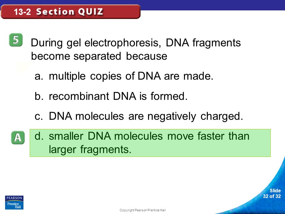 Slide 32 of 32 Copyright Pearson Prentice Hall 13-2 During gel electrophoresis, DNA fragments become separated because a.multiple copies of DNA are made.