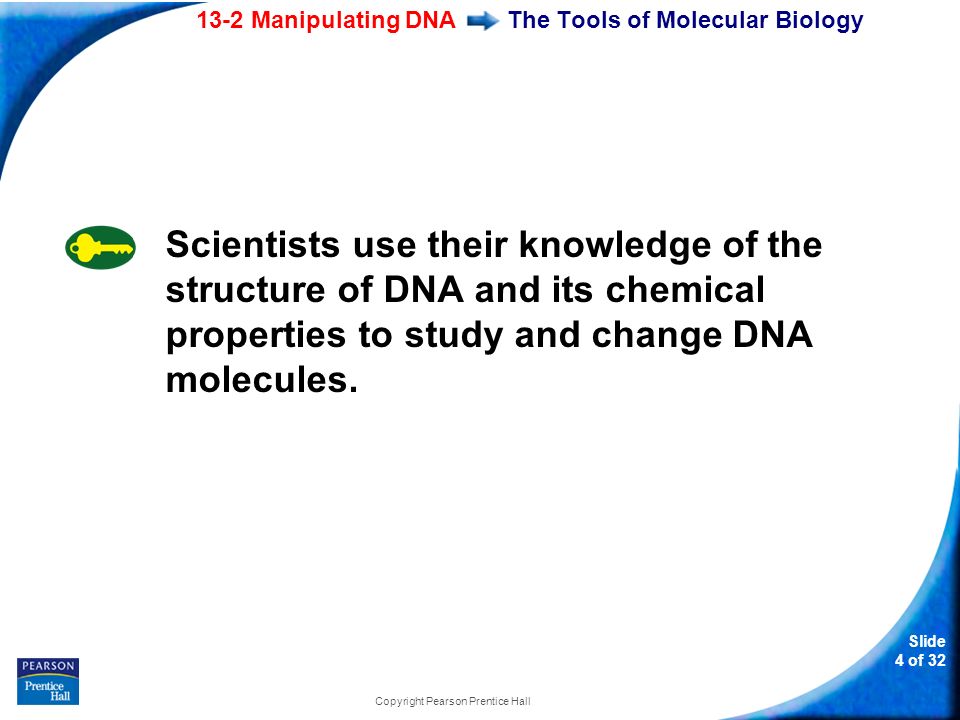 13-2 Manipulating DNA Slide 4 of 32 Copyright Pearson Prentice Hall Scientists use their knowledge of the structure of DNA and its chemical properties to study and change DNA molecules.