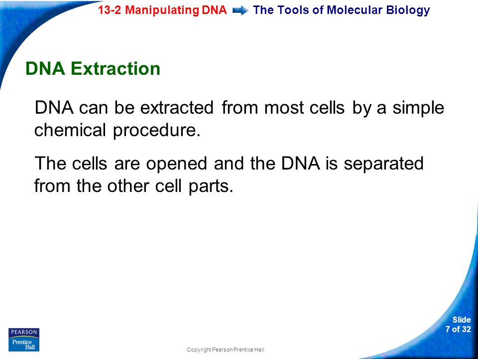 13-2 Manipulating DNA Slide 7 of 32 Copyright Pearson Prentice Hall The Tools of Molecular Biology DNA Extraction DNA can be extracted from most cells by a simple chemical procedure.