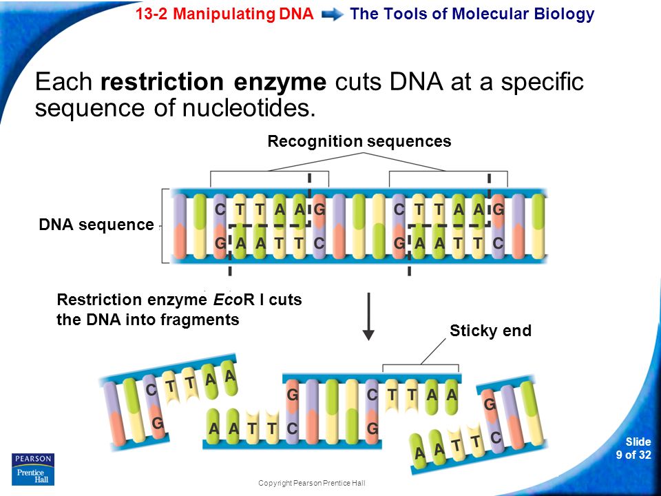 13-2 Manipulating DNA Slide 9 of 32 Copyright Pearson Prentice Hall The Tools of Molecular Biology Each restriction enzyme cuts DNA at a specific sequence of nucleotides.