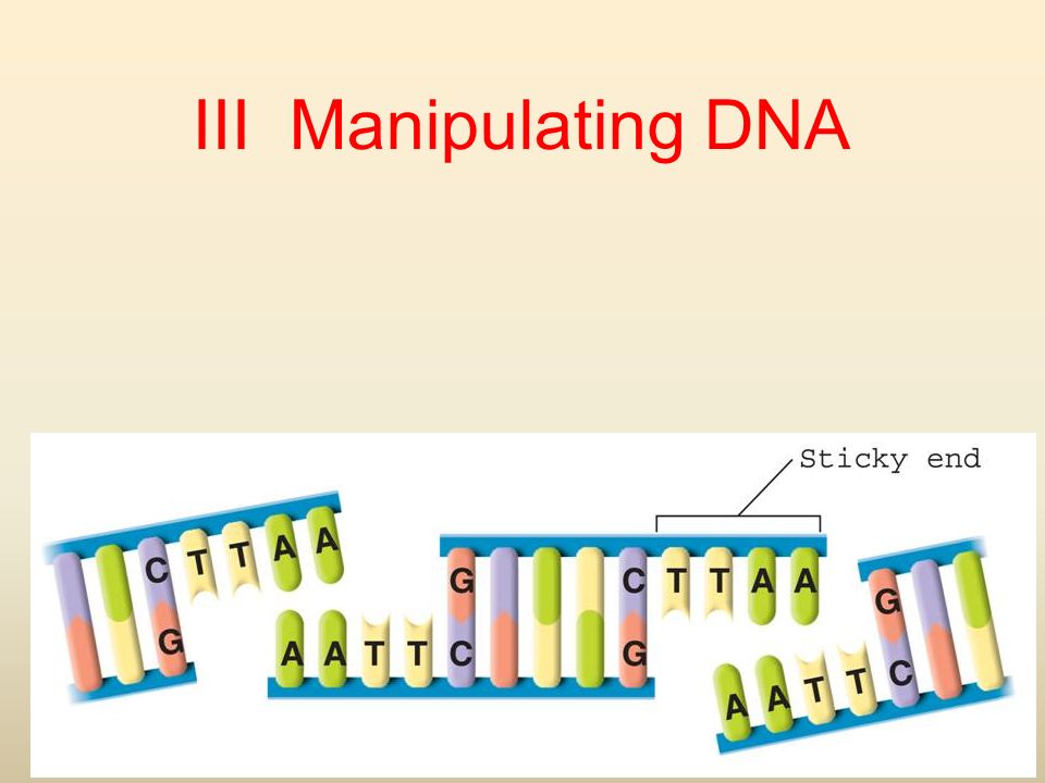 III Manipulating DNA
