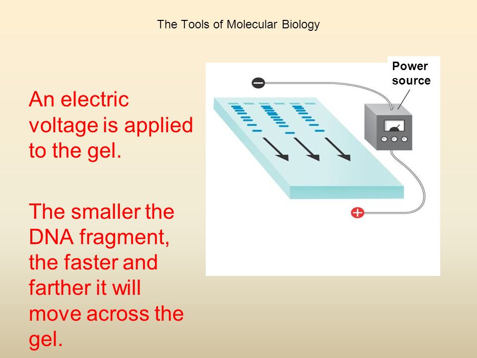 The Tools of Molecular Biology An electric voltage is applied to the gel.