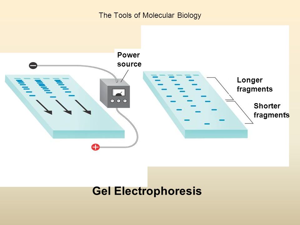 The Tools of Molecular Biology Longer fragments Shorter fragments Gel Electrophoresis Power source