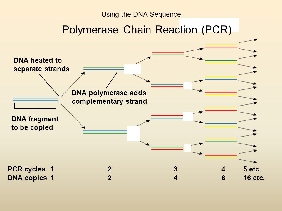 Using the DNA Sequence DNA heated to separate strands PCR cycles DNA copies etc.