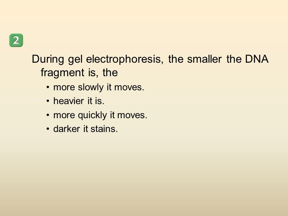 During gel electrophoresis, the smaller the DNA fragment is, the more slowly it moves.