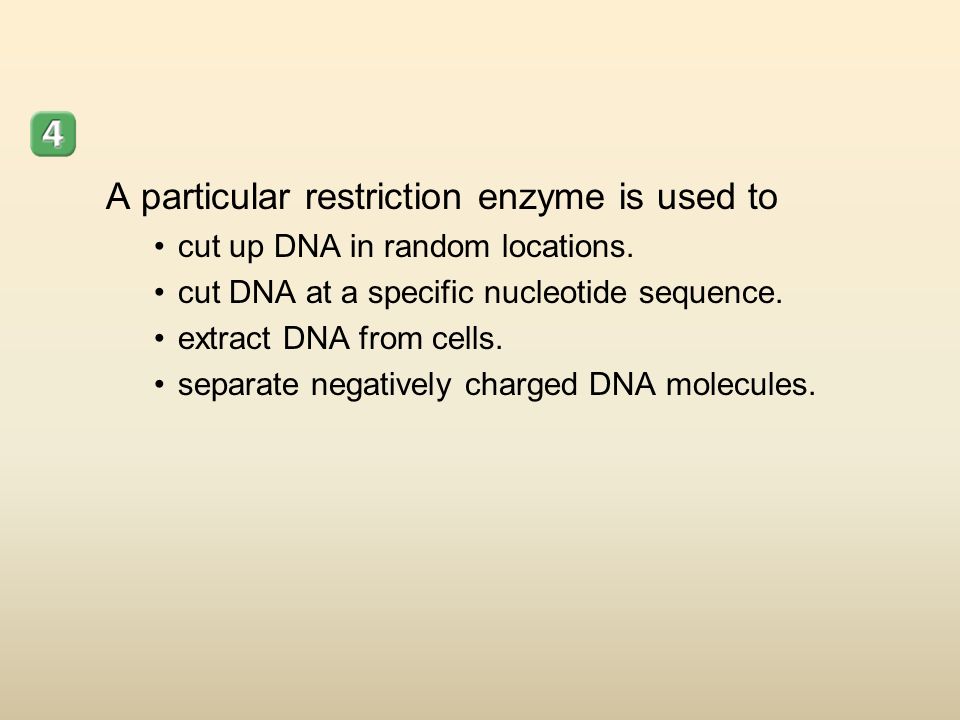 A particular restriction enzyme is used to cut up DNA in random locations.