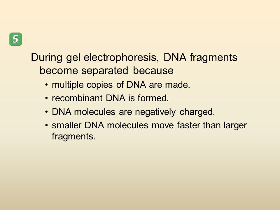 During gel electrophoresis, DNA fragments become separated because multiple copies of DNA are made.