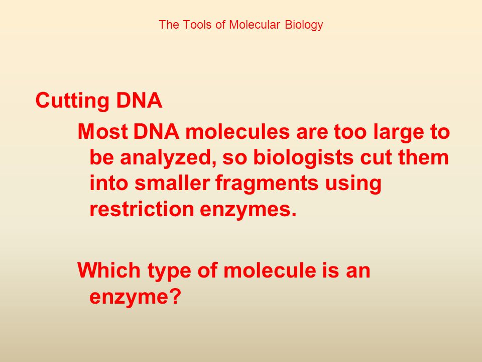 The Tools of Molecular Biology Cutting DNA Most DNA molecules are too large to be analyzed, so biologists cut them into smaller fragments using restriction enzymes.