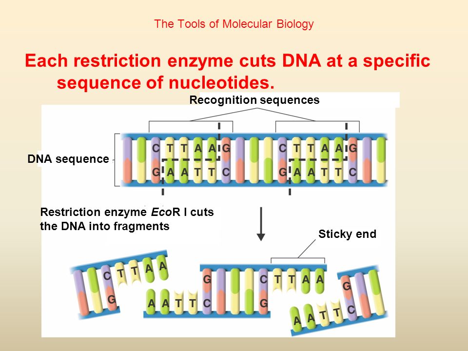 The Tools of Molecular Biology Each restriction enzyme cuts DNA at a specific sequence of nucleotides.