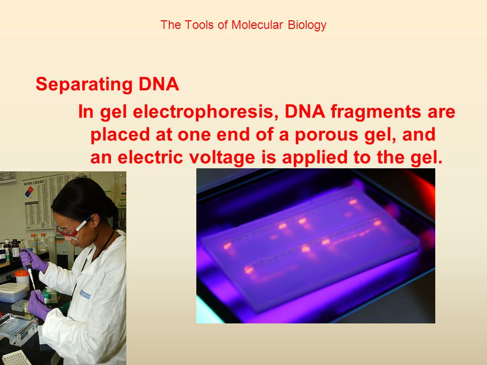 The Tools of Molecular Biology Separating DNA In gel electrophoresis, DNA fragments are placed at one end of a porous gel, and an electric voltage is applied to the gel.