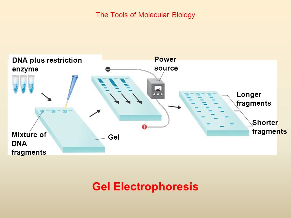 The Tools of Molecular Biology DNA plus restriction enzyme Mixture of DNA fragments Gel Power source Gel Electrophoresis Longer fragments Shorter fragments