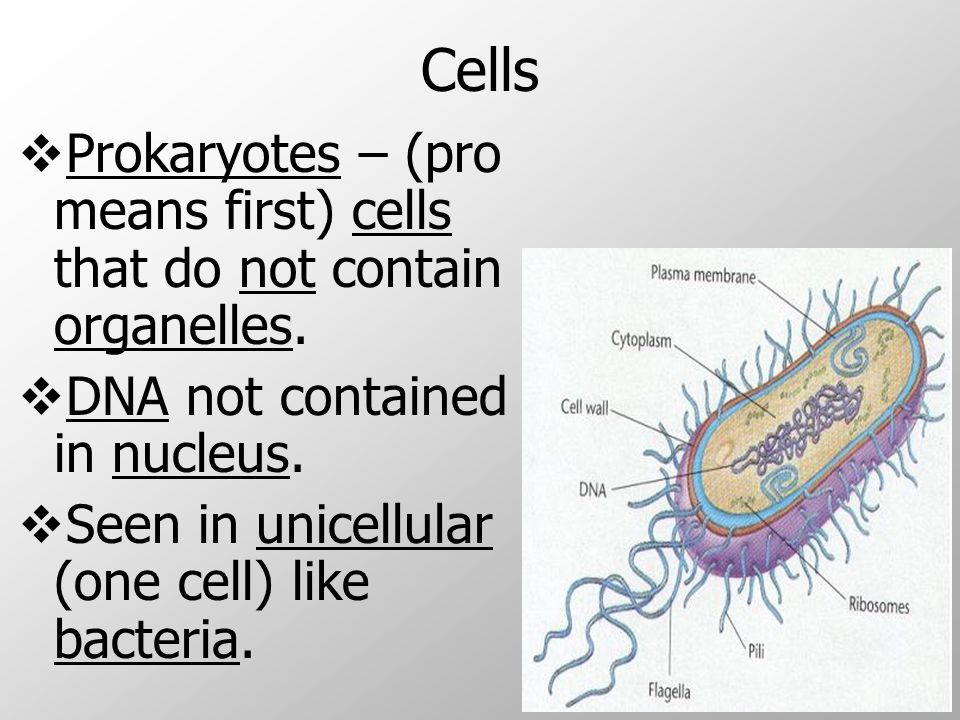 Cells  Prokaryotes – (pro means first) cells that do not contain organelles.