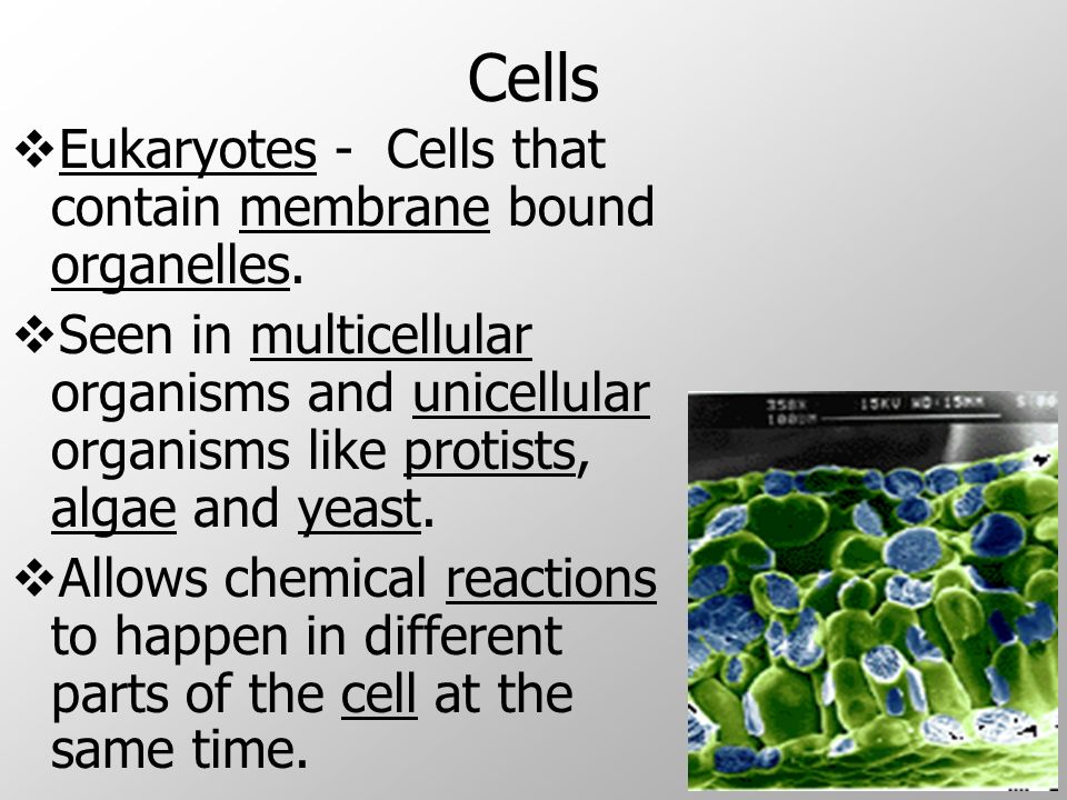 Cells  Eukaryotes - Cells that contain membrane bound organelles.