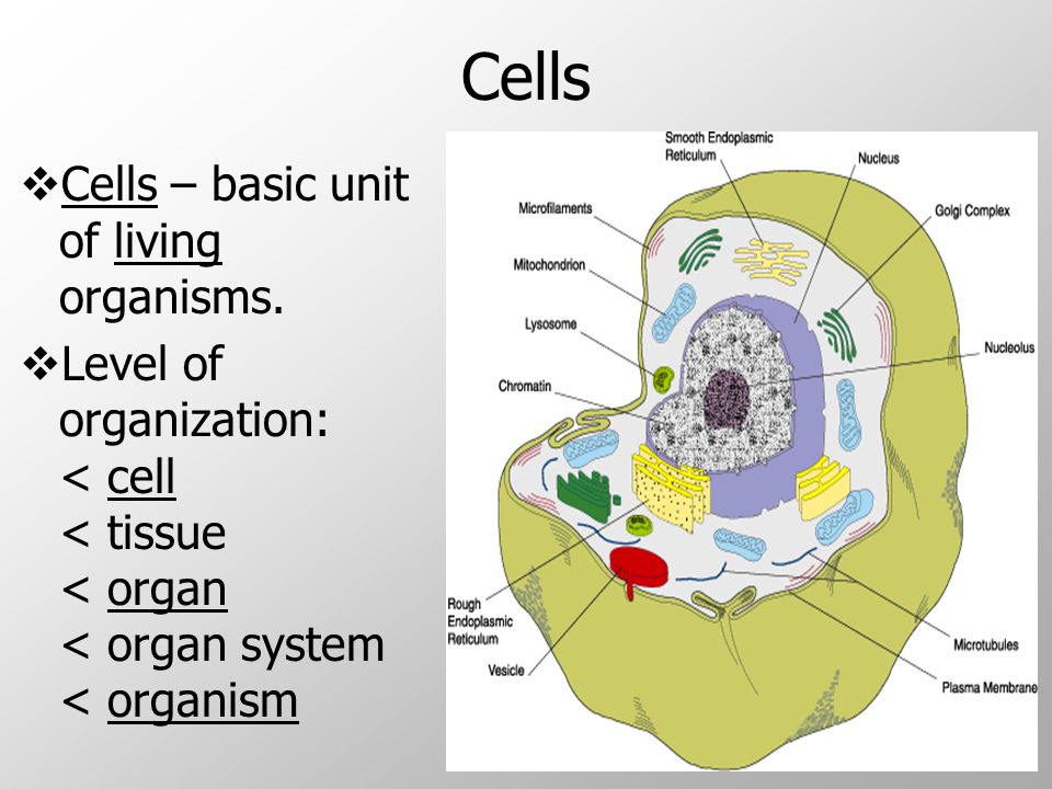Cells  Cells – basic unit of living organisms.