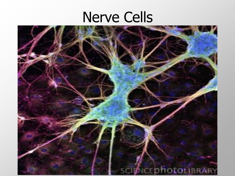 Nerve Cells