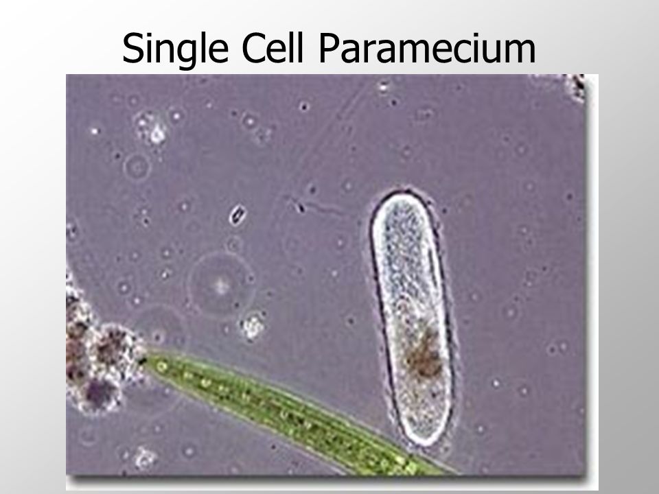 Single Cell Paramecium