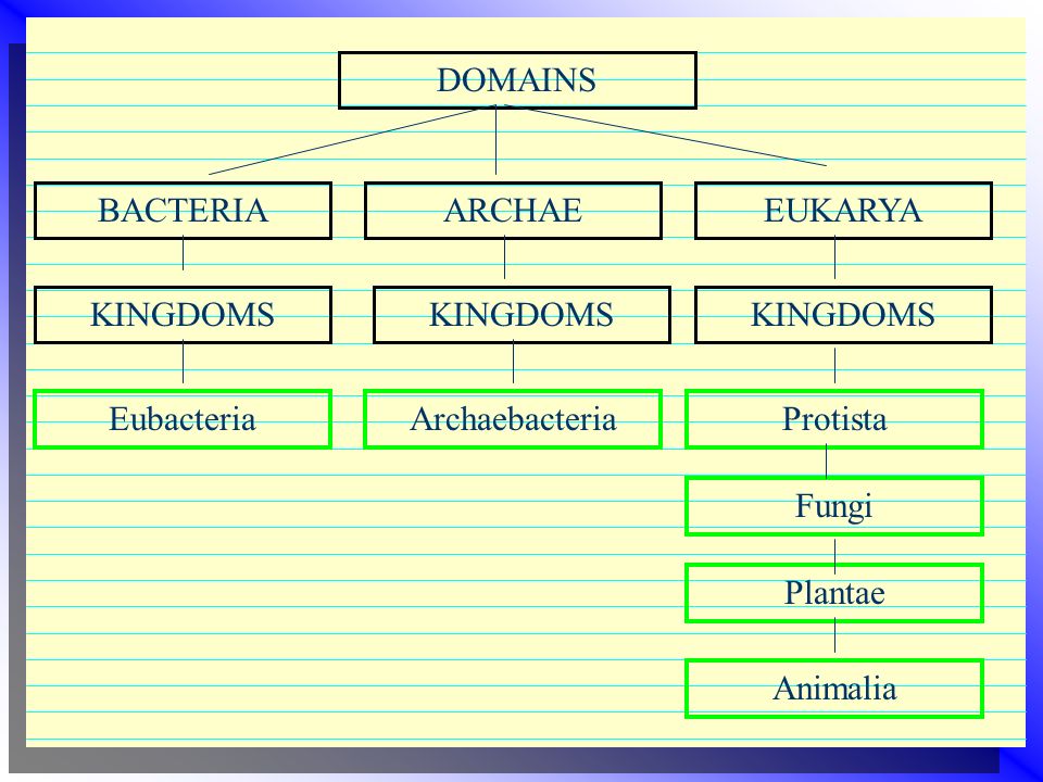 domains and kingdoms