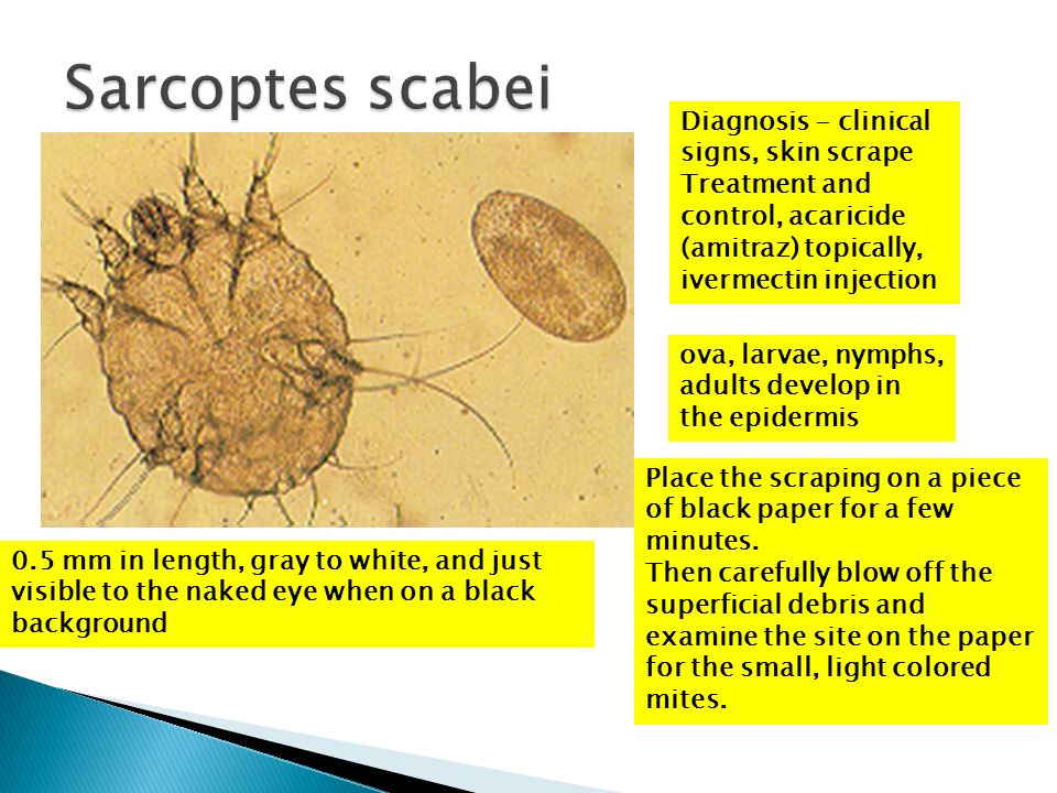 Ivermectin to control sarcoptic mange