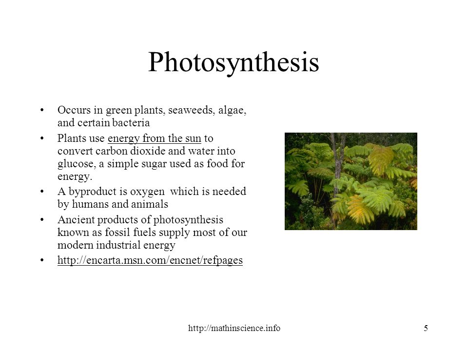 Photosynthesis Occurs in green plants, seaweeds, algae, and certain bacteria Plants use energy from the sun to convert carbon dioxide and water into glucose, a simple sugar used as food for energy.