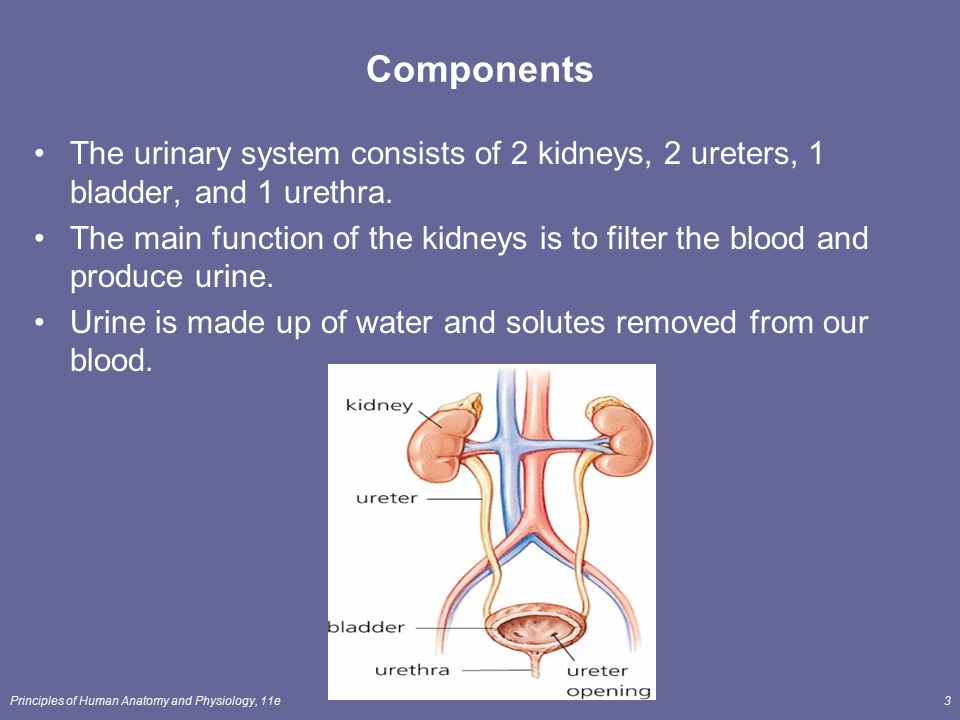urinary system outline urinary system outline