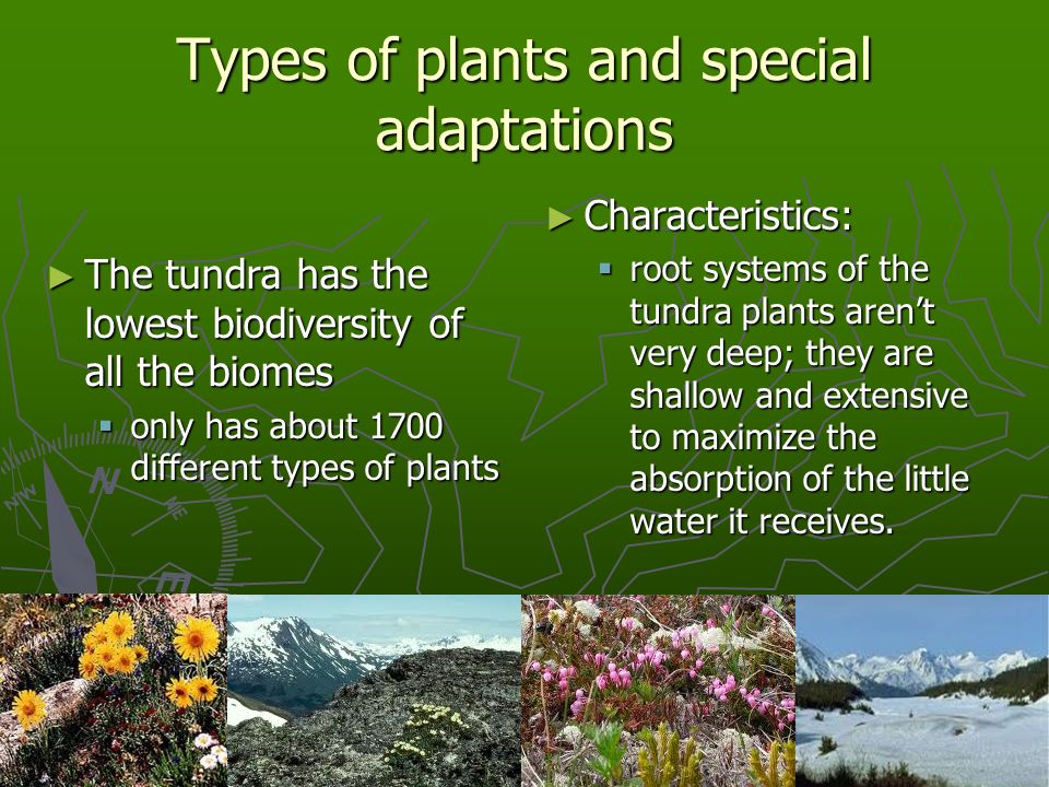 tundra characteristic